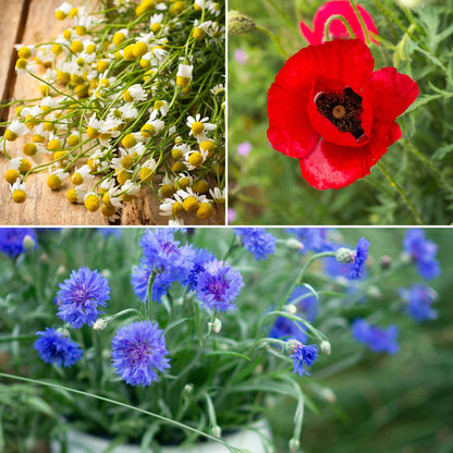 A grid graphic showing the bloomed contents of Field of Dreams - Red, White & Blue Flower Seed Mix