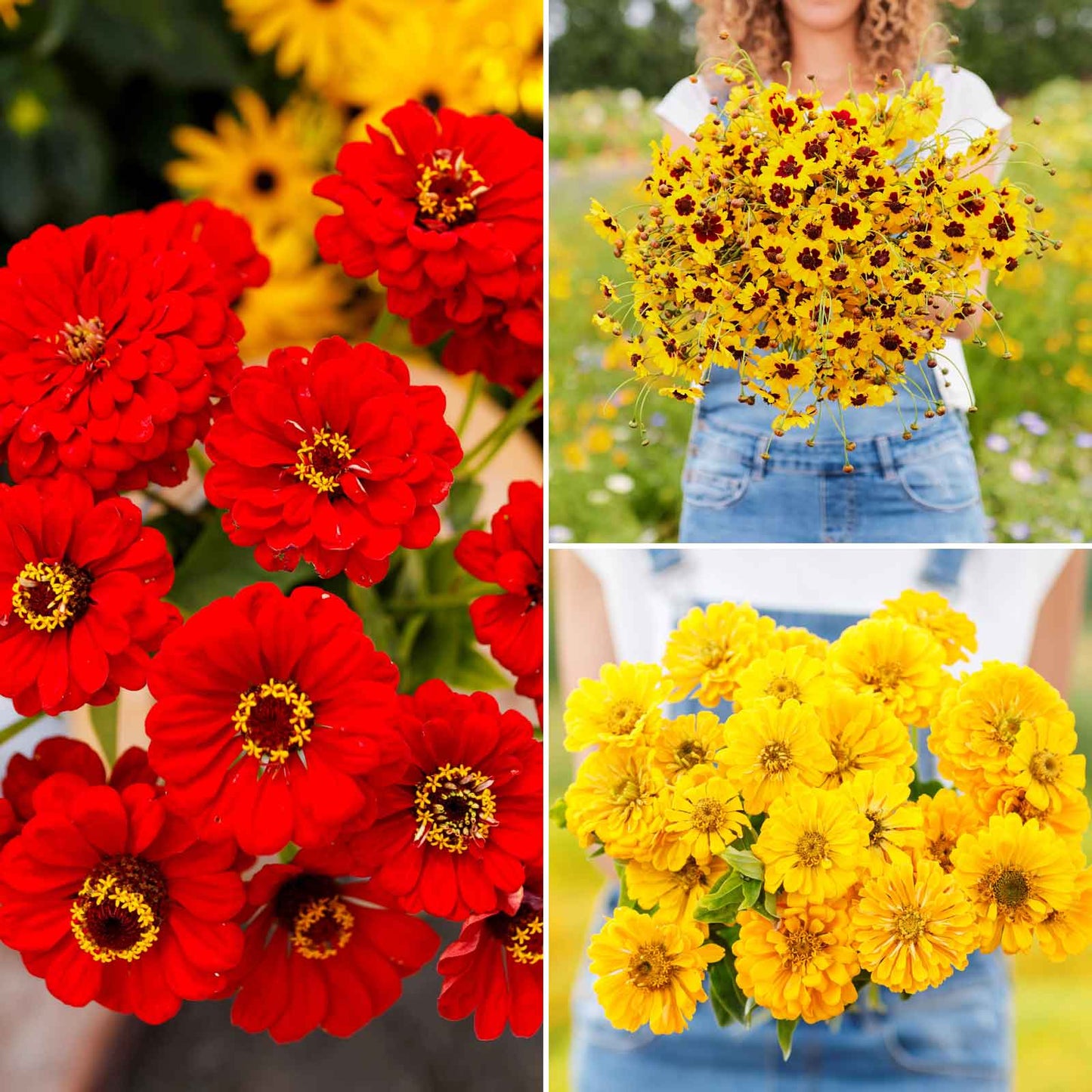 A grid graphic showing the bloomed contents of Fiery Mix - Yellow & Red Flower Seed Mix