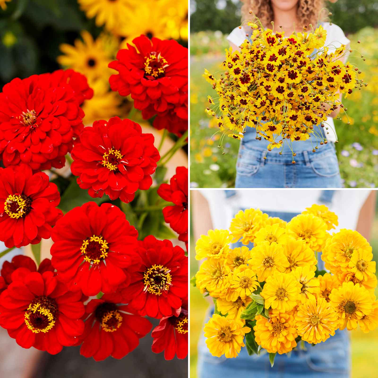 A grid graphic showing the bloomed contents of Fiery Mix - Yellow & Red Flower Seed Mix
