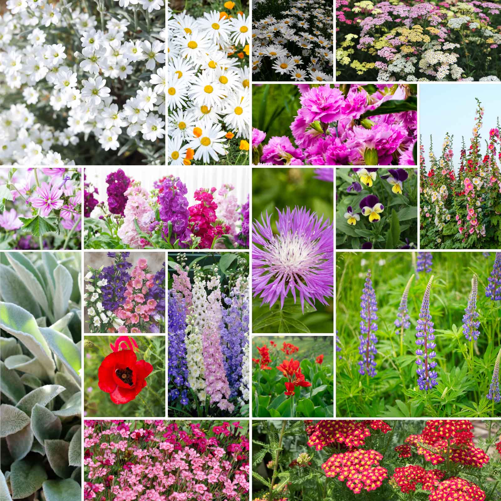 A grid graphic showing the bloomed contents of First Year Flowering Perennial Wildflower Seed Mix