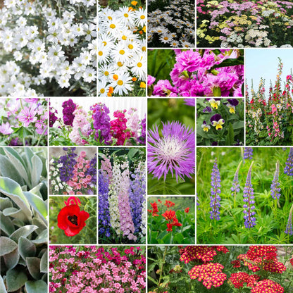 A grid graphic showing the bloomed contents of First Year Flowering Perennial Wildflower Seed Mix