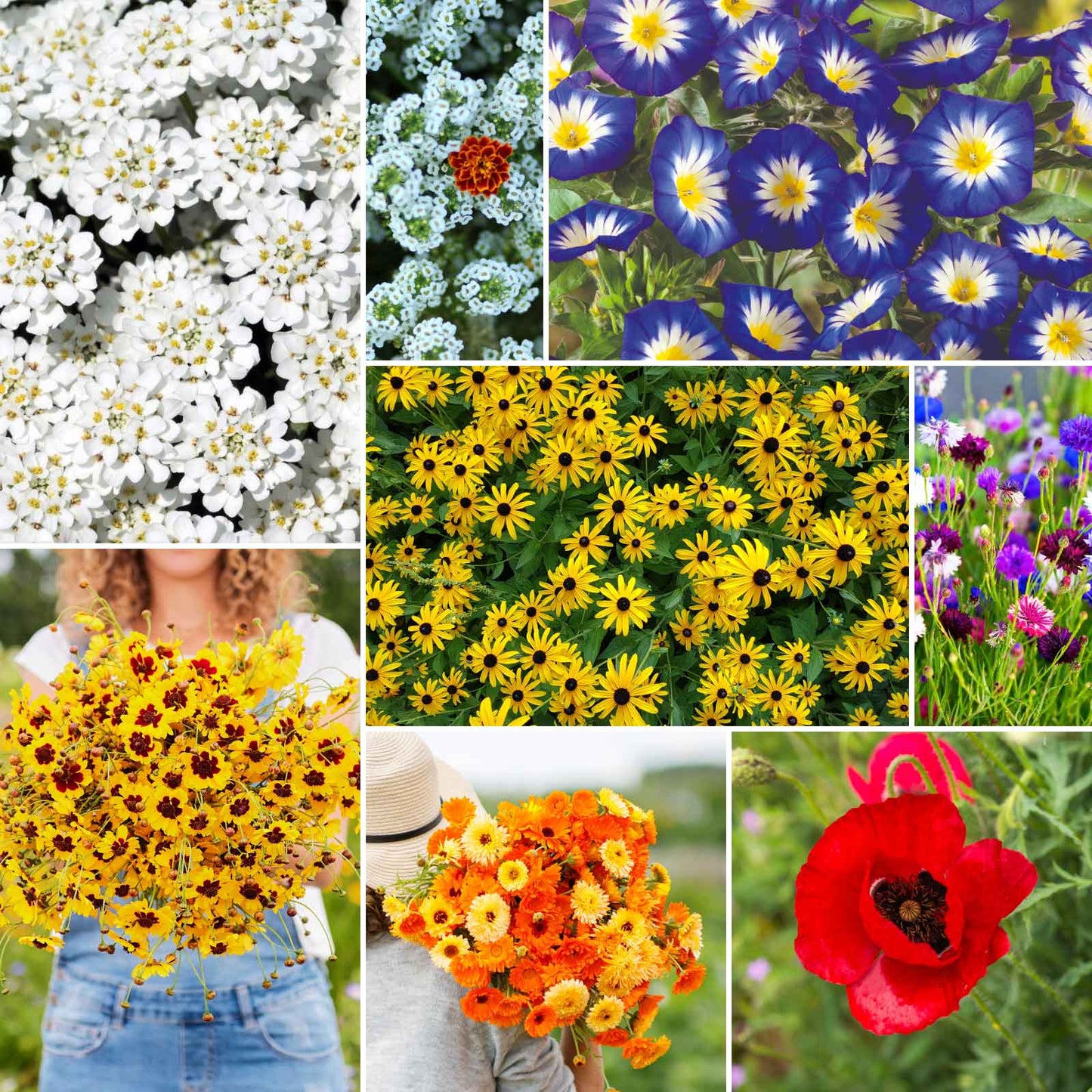 A grid graphic showing the bloomed contents of Flowery Fields Forever Flower Seed Mix