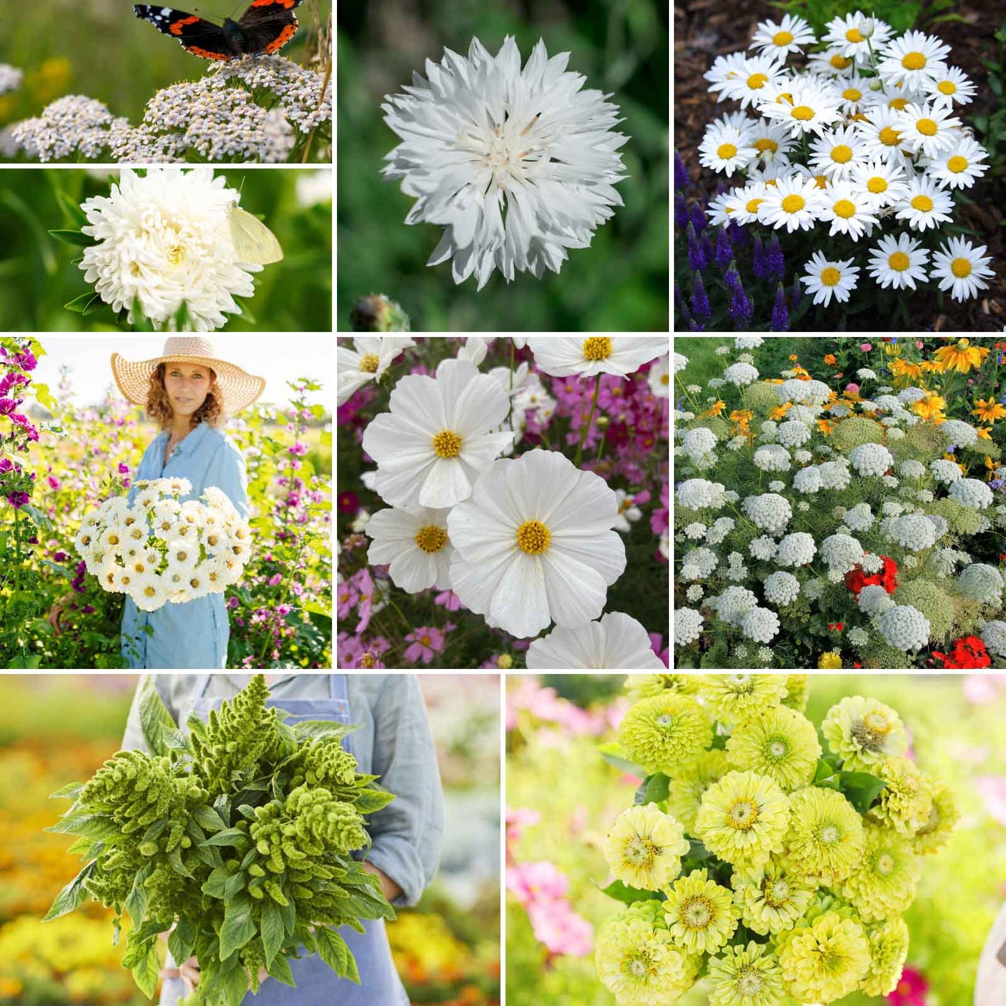 A grid graphic showing the bloomed contents of Green with Envy Flower Seed Mix