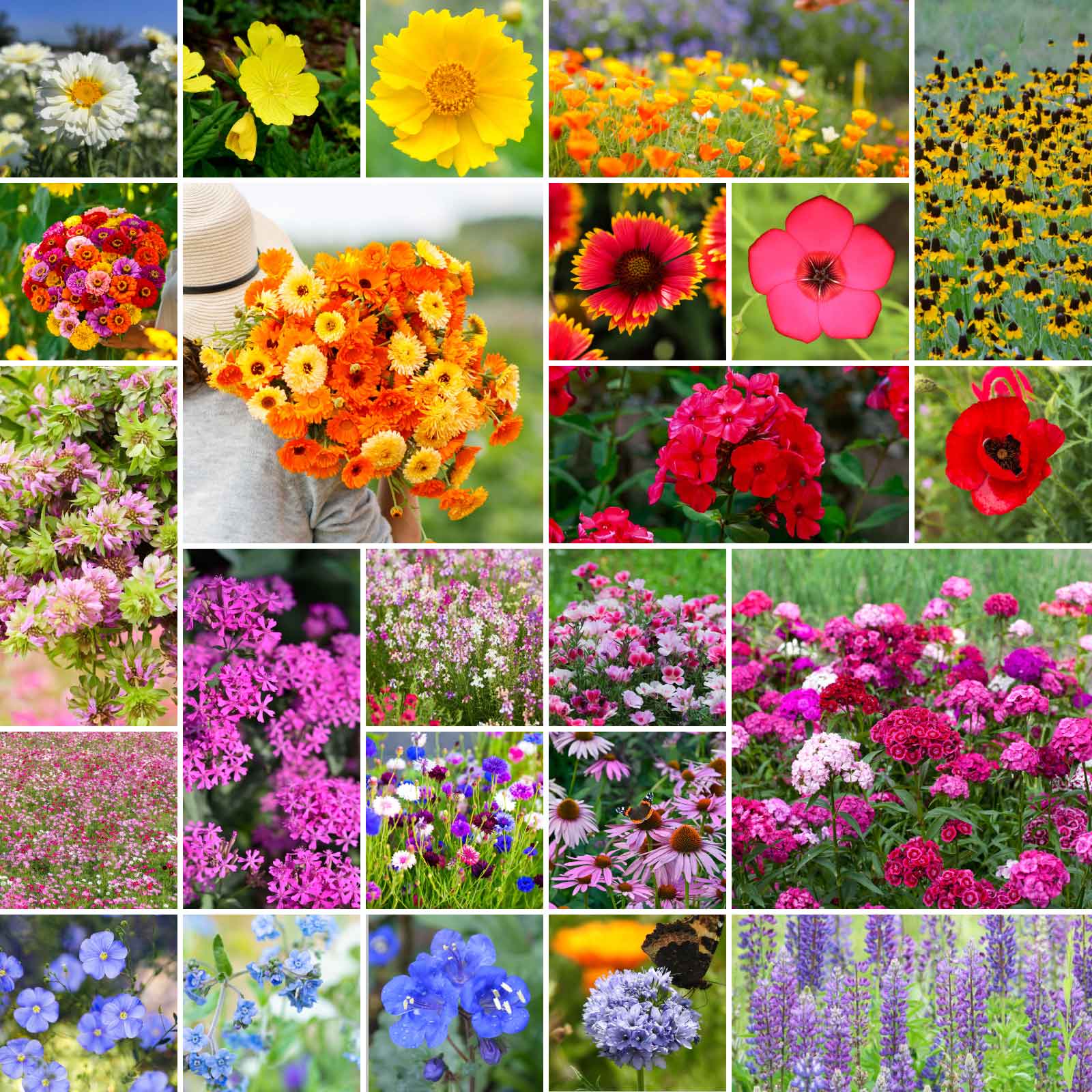 A grid graphic showing the bloomed contents of Heirloom Flower Seed Mix