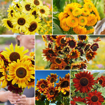 Brightly colored here comes the sun mix flowers on a natural garden backdrop
