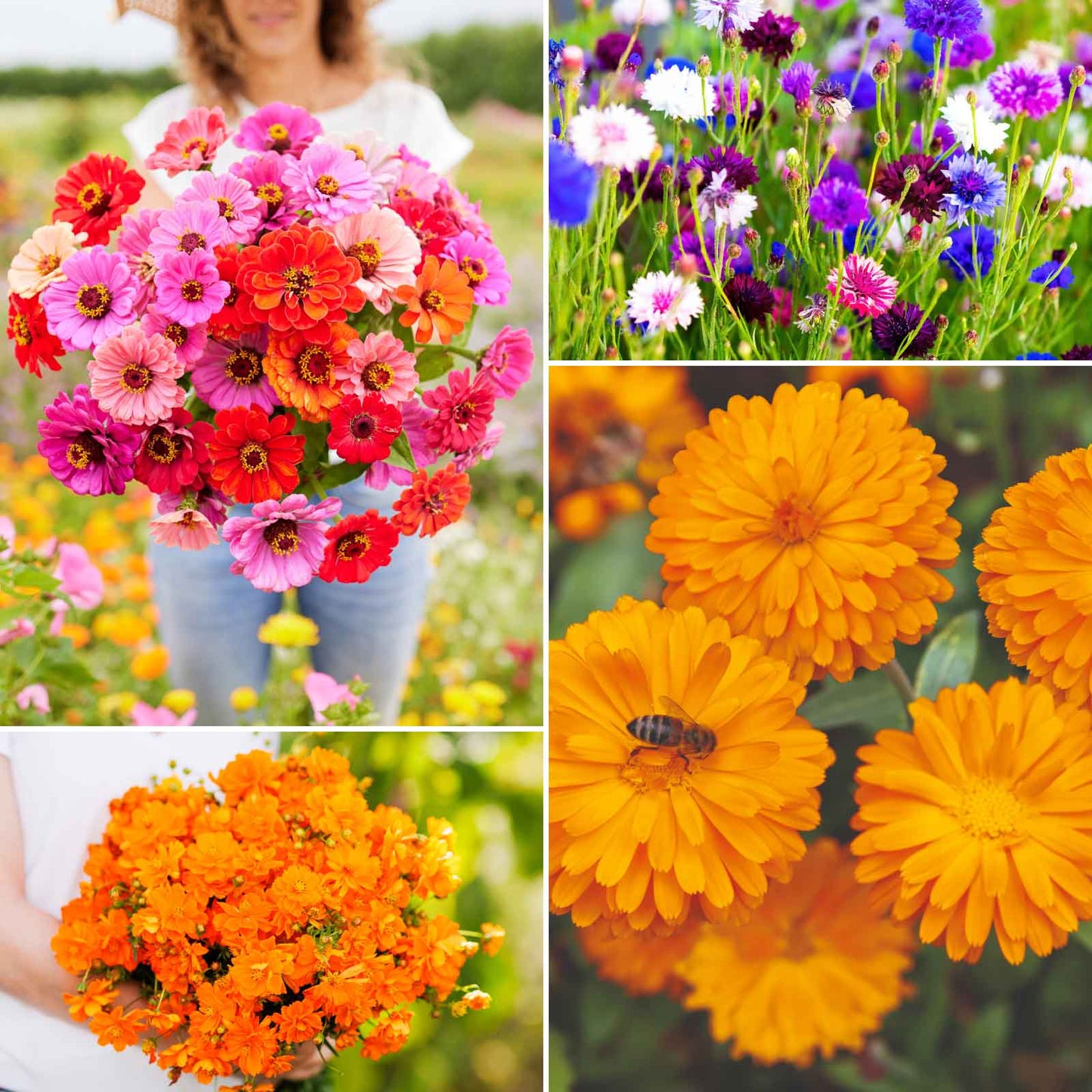 A grid graphic showing the bloomed contents of Jellybean Flower Seed Mix