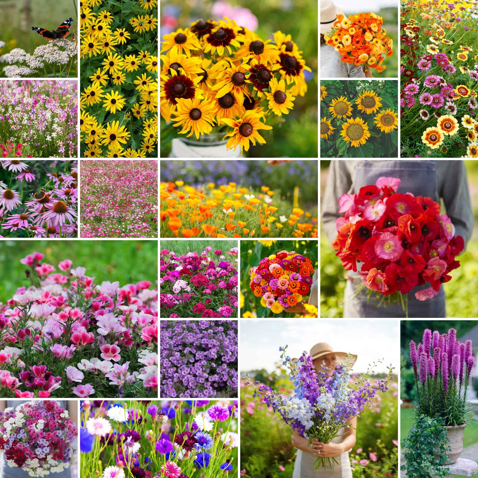 A grid graphic showing the bloomed contents of Late Bloomer - Fall Blooming Wildflower Seed Mix