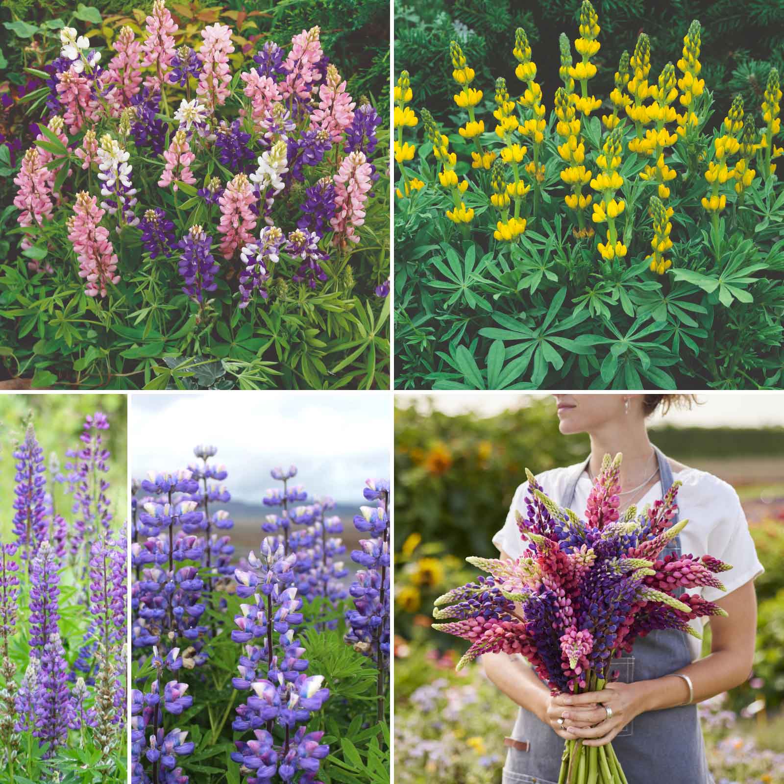 Loopy wildflower mix purple, pink and yellow lupine blooms standing tall in a sunny garden.