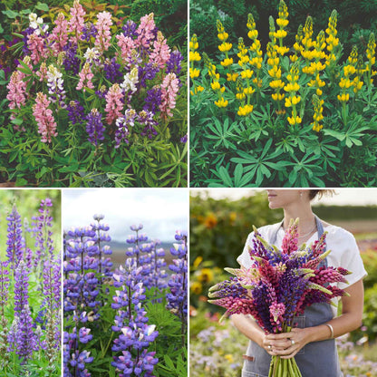 Loopy wildflower mix purple, pink and yellow lupine blooms standing tall in a sunny garden.