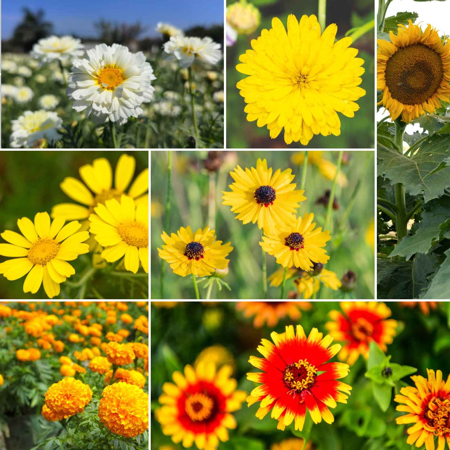 A grid graphic showing the bloomed contents of Mellow Yellow - Yellow Flower Seed Mix