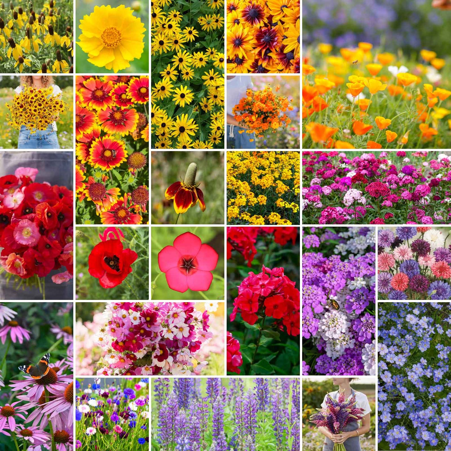 A grid graphic showing the bloomed contents of Midwest Wildflower Seed Mix
