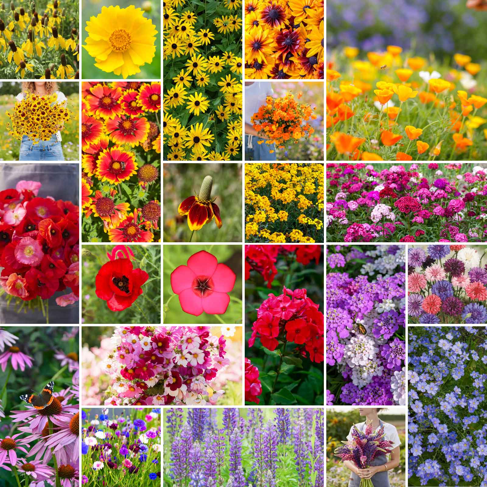 A grid graphic showing the bloomed contents of Midwest Wildflower Seed Mix
