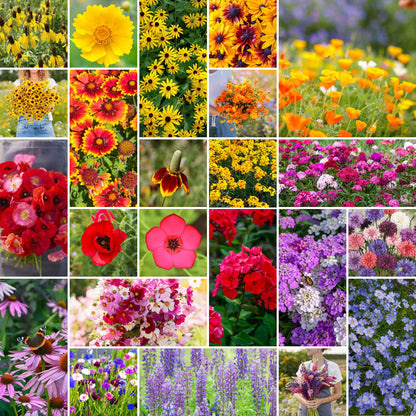 A grid graphic showing the bloomed contents of Midwest Wildflower Seed Mix