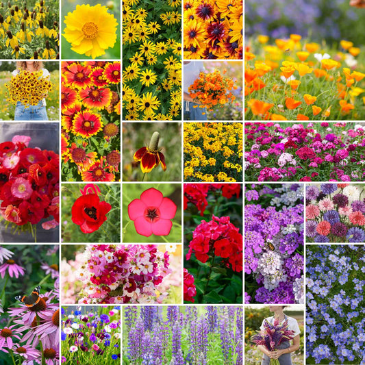 A grid graphic showing the bloomed contents of Midwest Wildflower Seed Mix