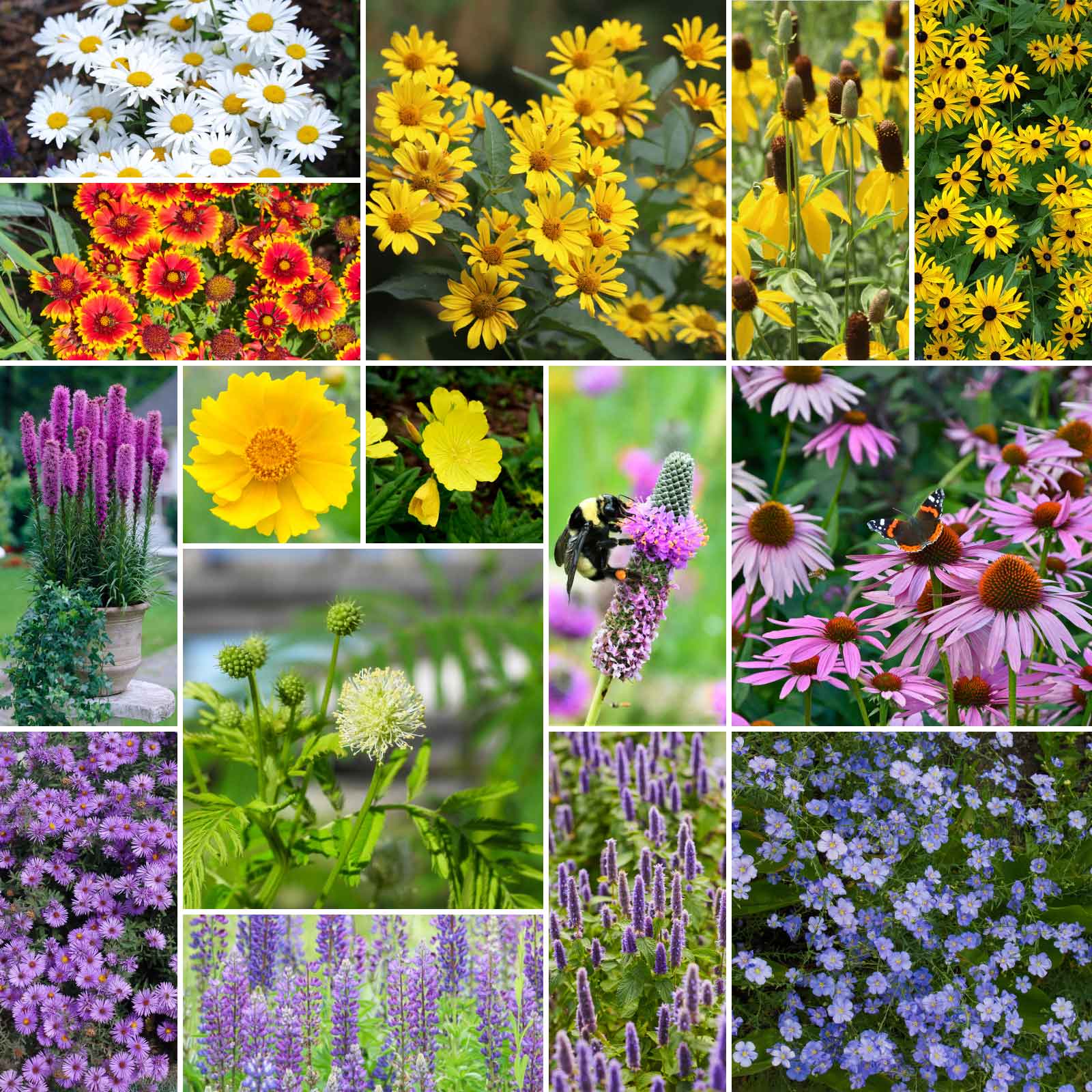 A grid graphic showing the bloomed contents of Midwest All Perennial Wildflower Seed Mix