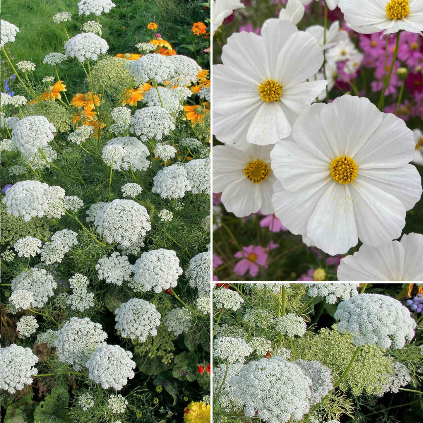 A grid graphic showing the bloomed contents of Moon Garden Flower Seed Mix