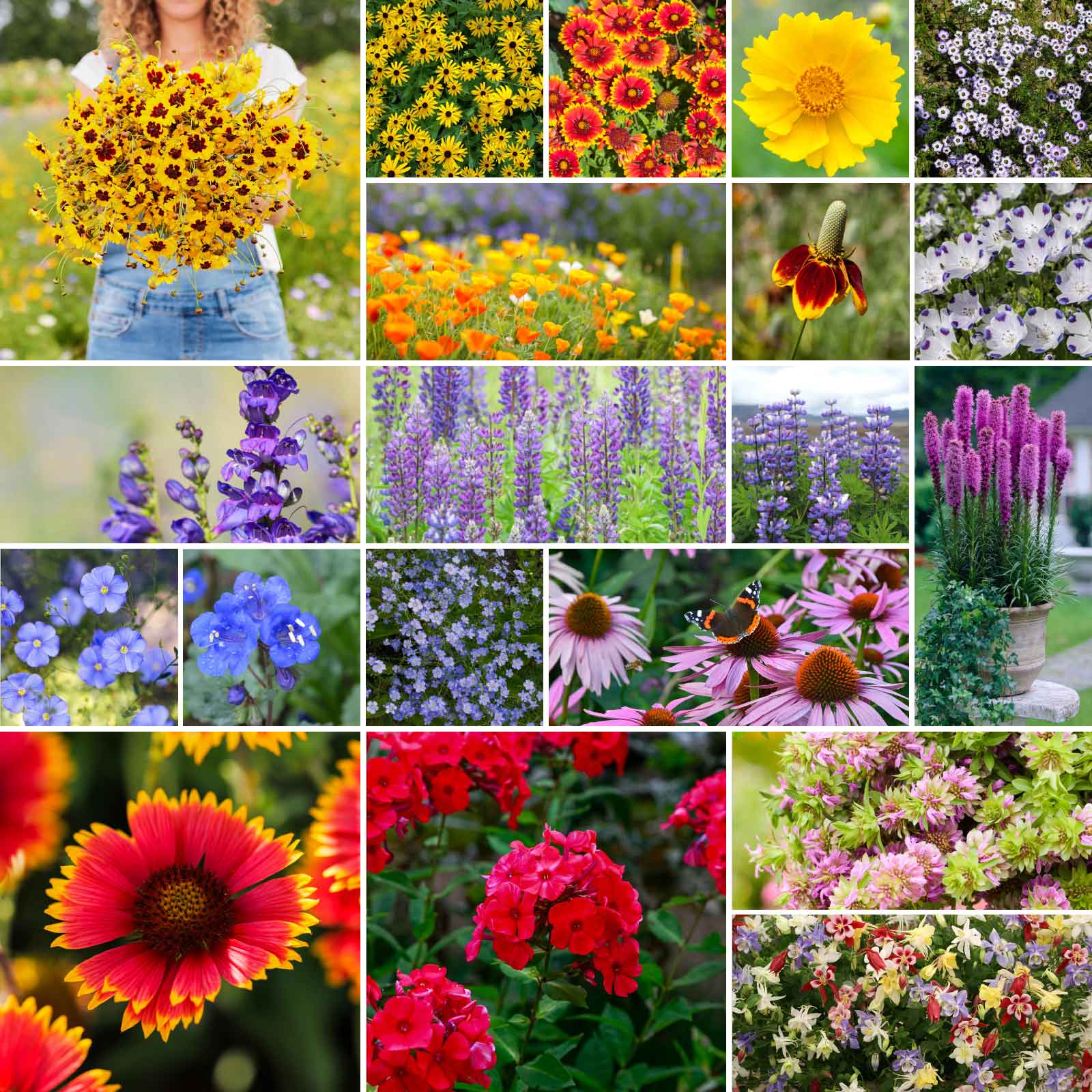 A grid graphic showing the bloomed contents of Native North American Wildflower Seed Mix