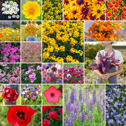 A grid graphic showing the bloomed contents of Northeast Wildflower Seed Mix