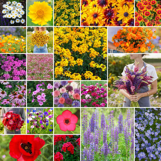 A grid graphic showing the bloomed contents of Northeast Wildflower Seed Mix