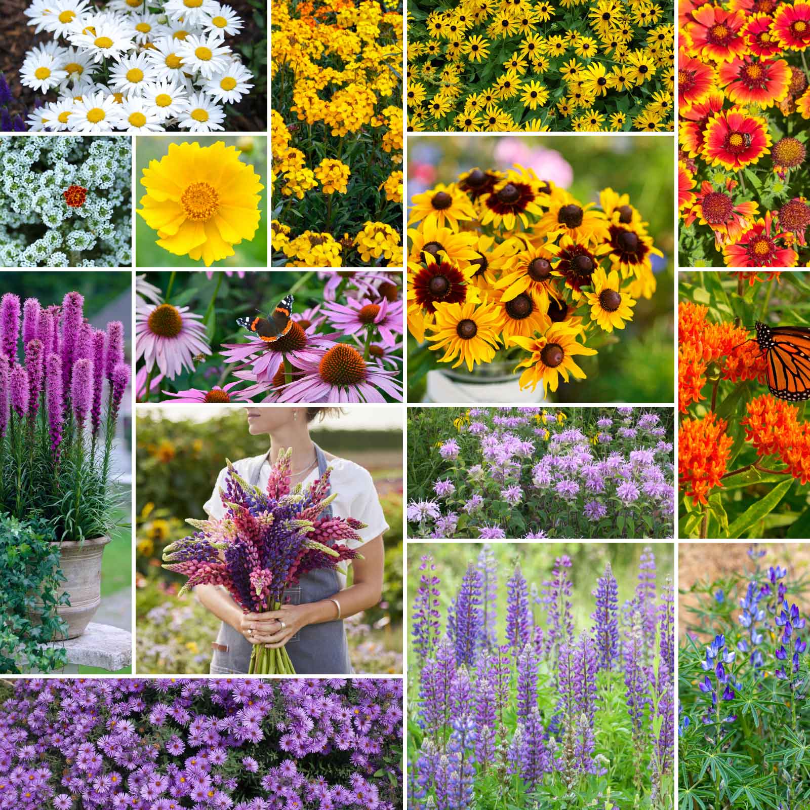 A grid graphic showing the bloomed contents of Northeast All Perennial Wildflower Seed Mix