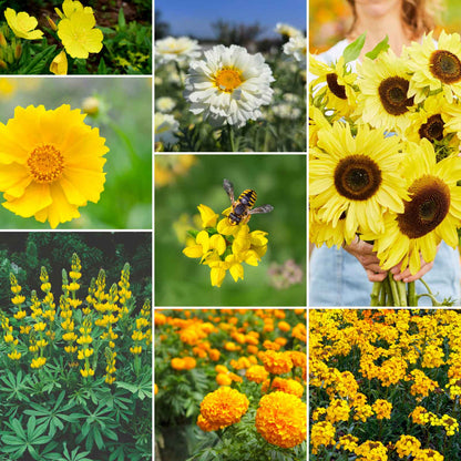 A grid graphic showing the bloomed contents of Ole Yeller - Exclusive Yellow Wildflower Seed Mix