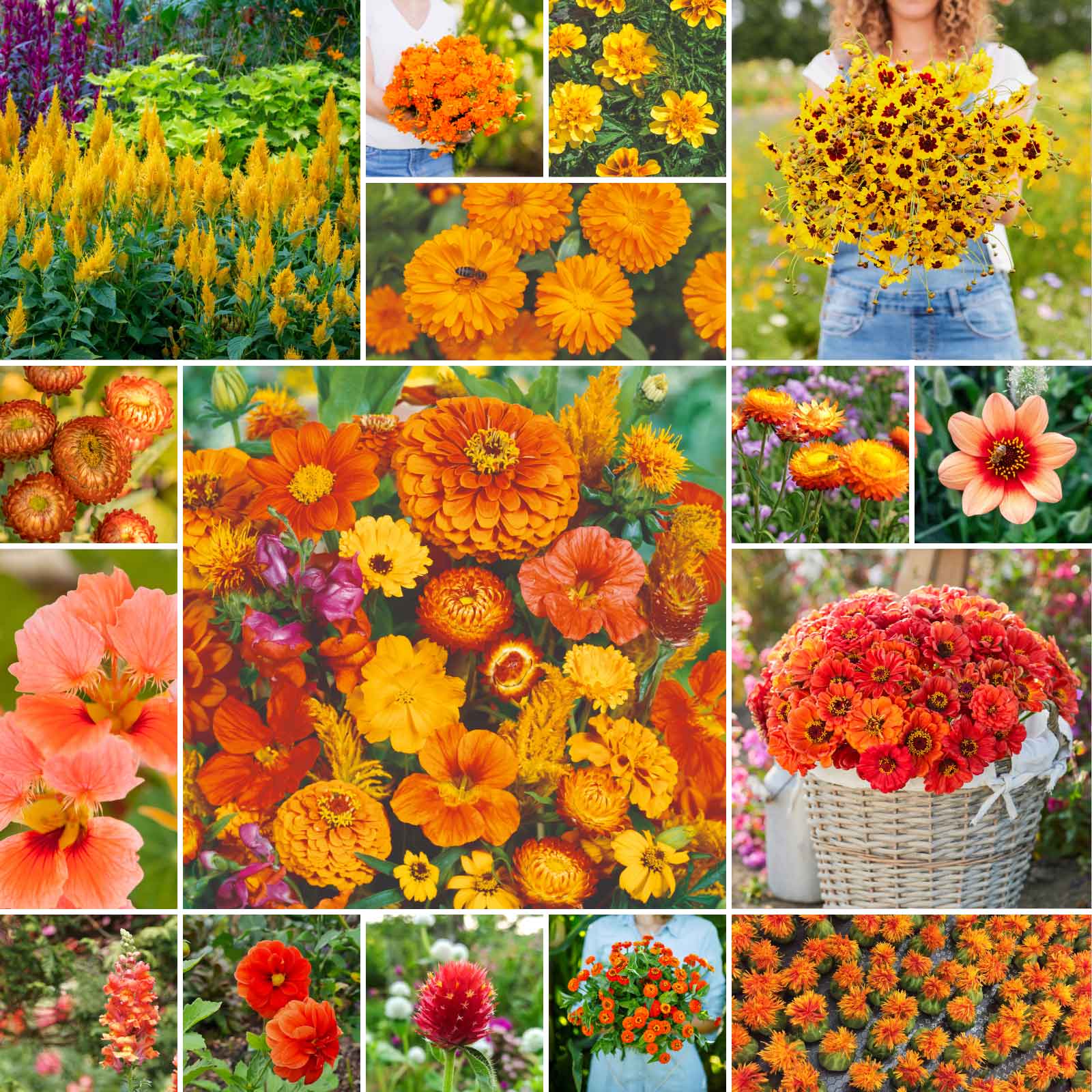 A grid graphic showing the bloomed contents of Orange You Glad - Orange Flower Seed Mix
