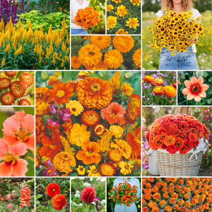A grid graphic showing the bloomed contents of Orange You Glad - Orange Flower Seed Mix