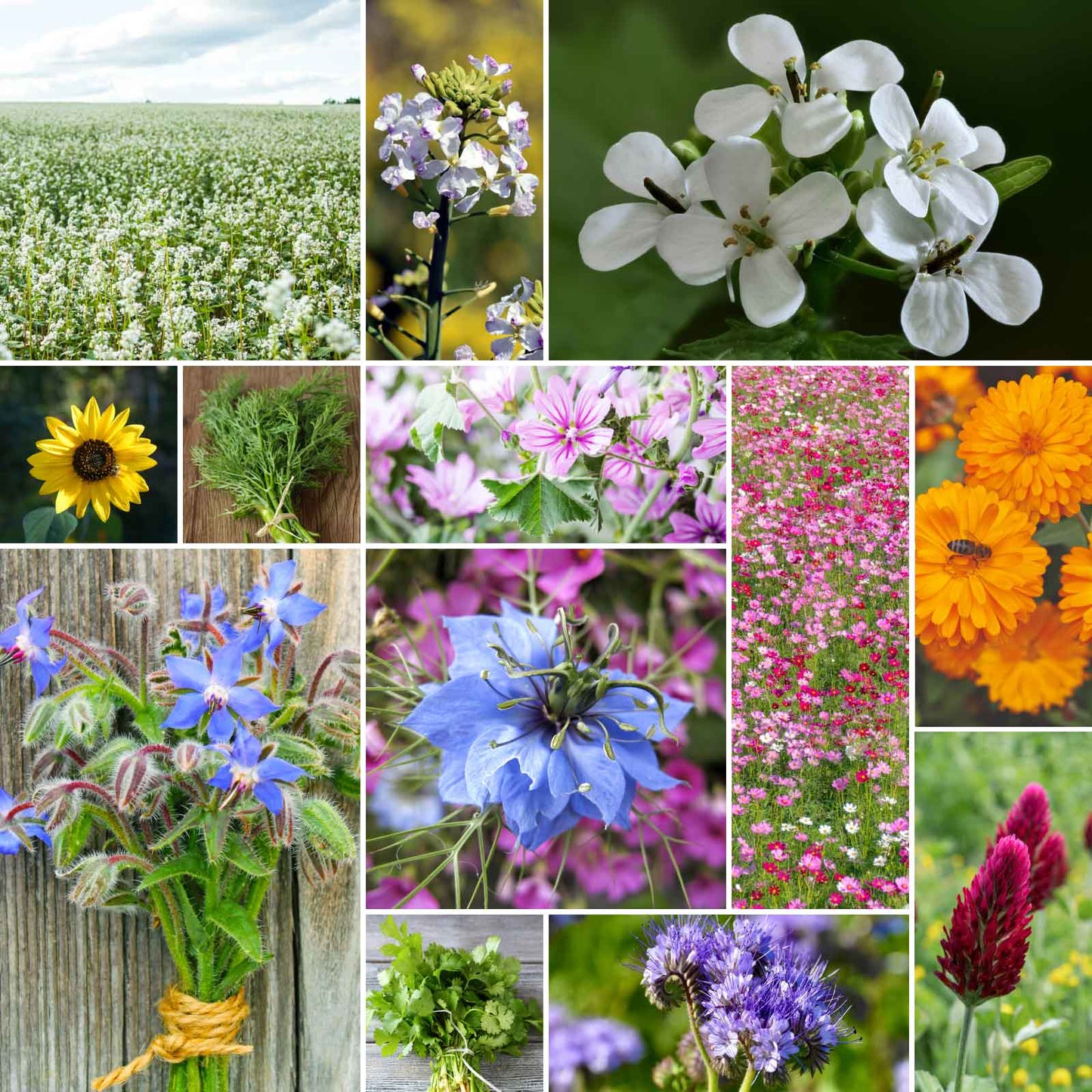 A grid graphic showing the bloomed contents of Bee Happy - Organic Bee Attractor Wildflower Mix
