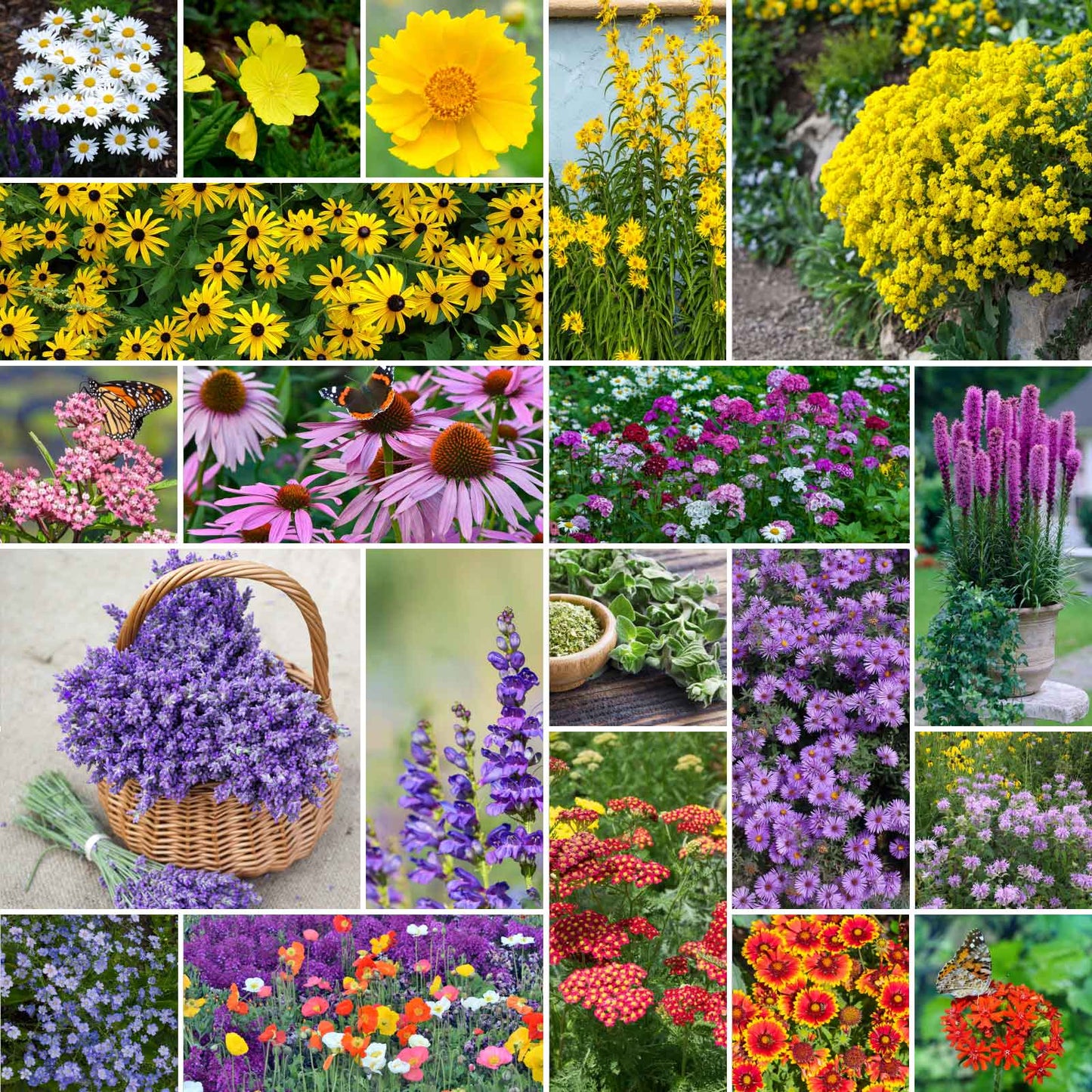 A grid graphic showing the bloomed contents of Perennial Pollinator Wildflower Mix