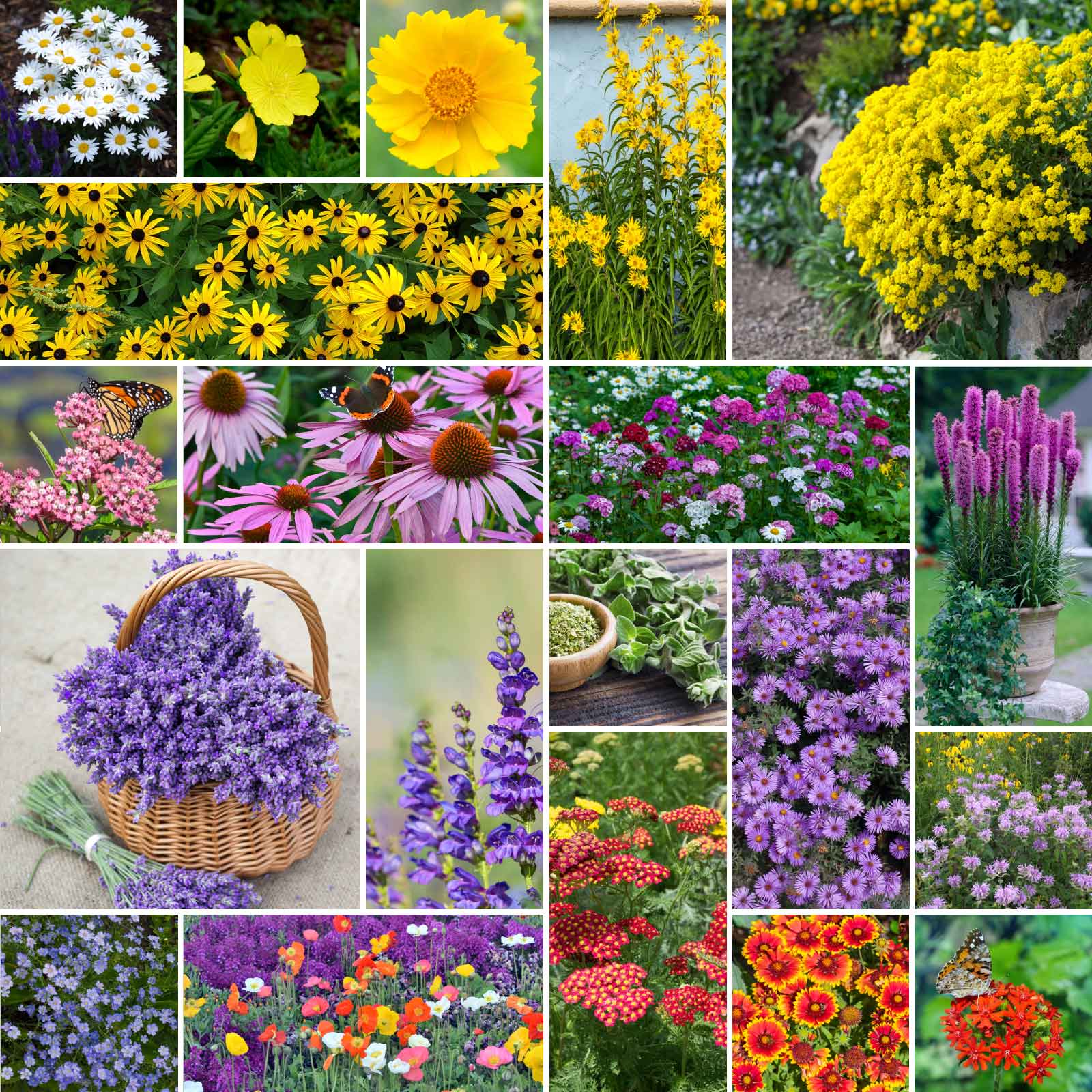 A grid graphic showing the bloomed contents of Perennial Pollinator Wildflower Mix