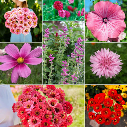 A grid graphic showing the bloomed contents of Pink Perfection Flower Seed Mix