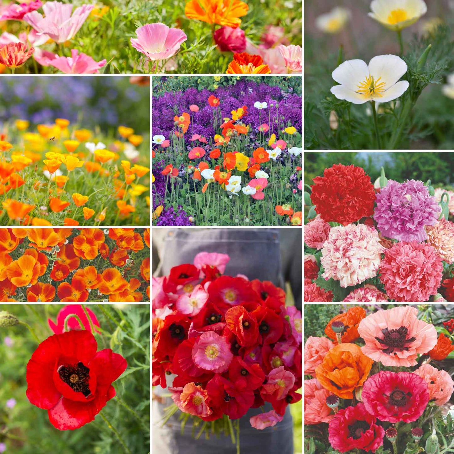 Mixed poppy variety Poppy Power Flower Seed Mix collage on a light background