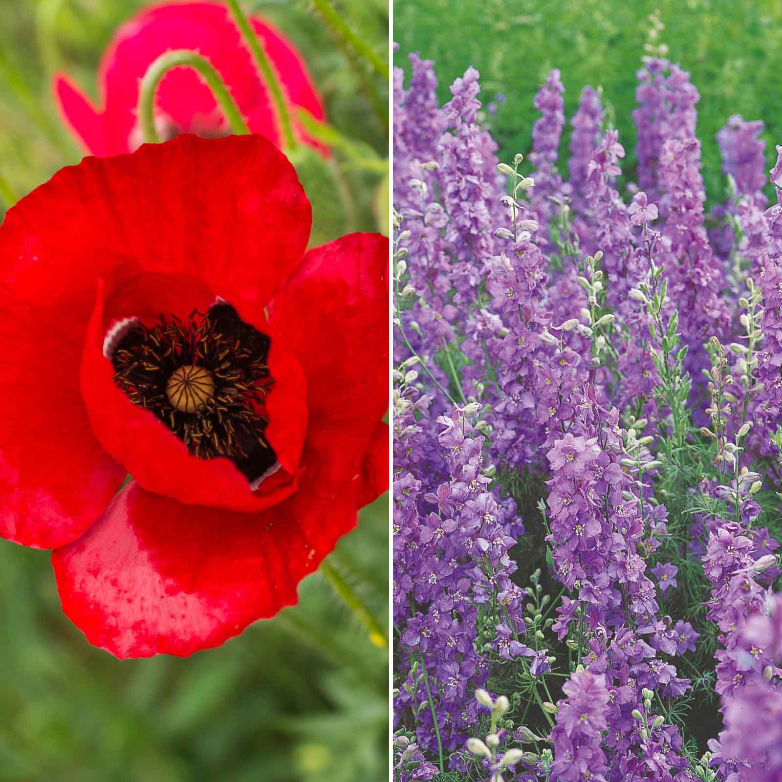A grid graphic showing the bloomed contents of Power Couple - Poppy & Delphinium Flower Seed Mix