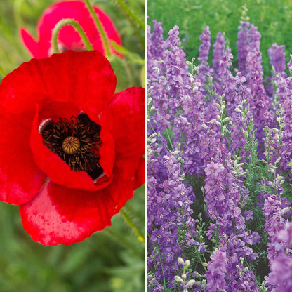 A grid graphic showing the bloomed contents of Power Couple - Poppy & Delphinium Flower Seed Mix