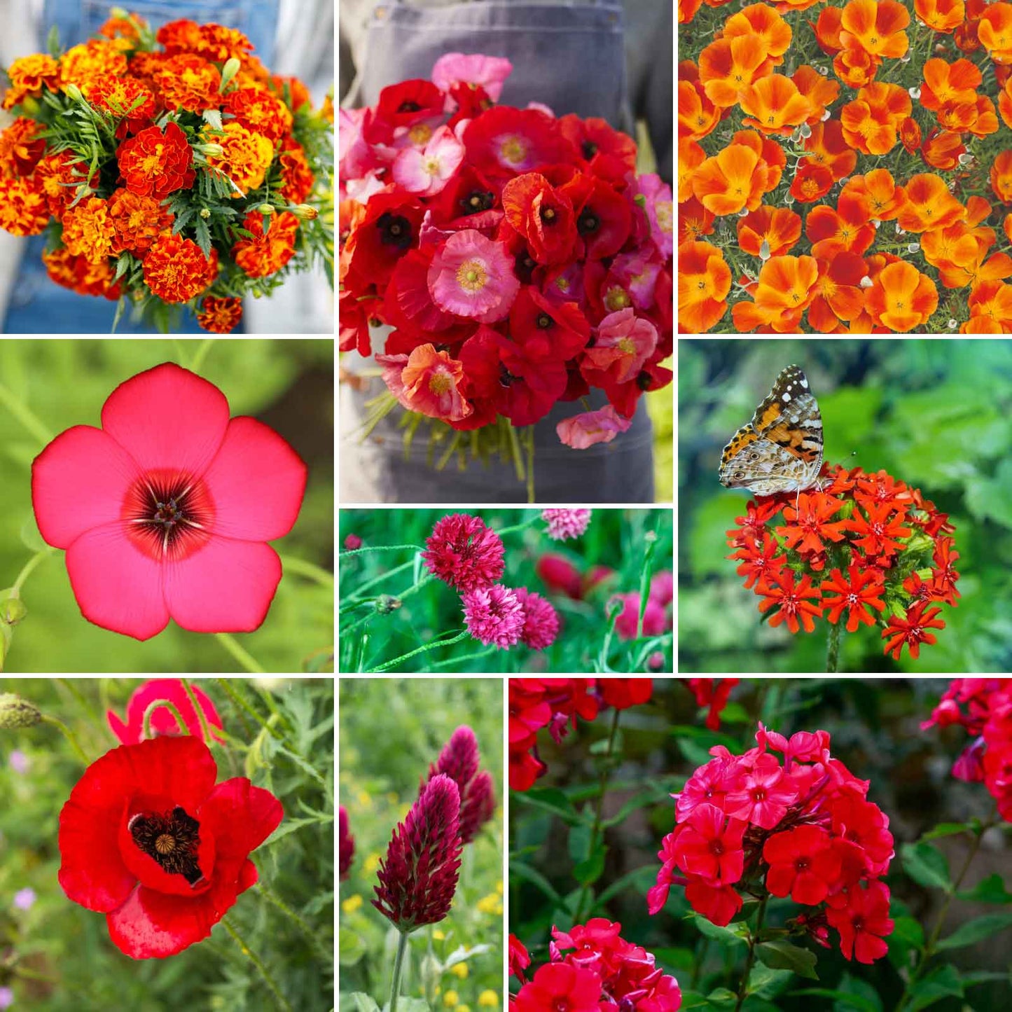 A grid graphic showing the bloomed contents of Red Head - Exclusive Red Wildflower Seed Mix