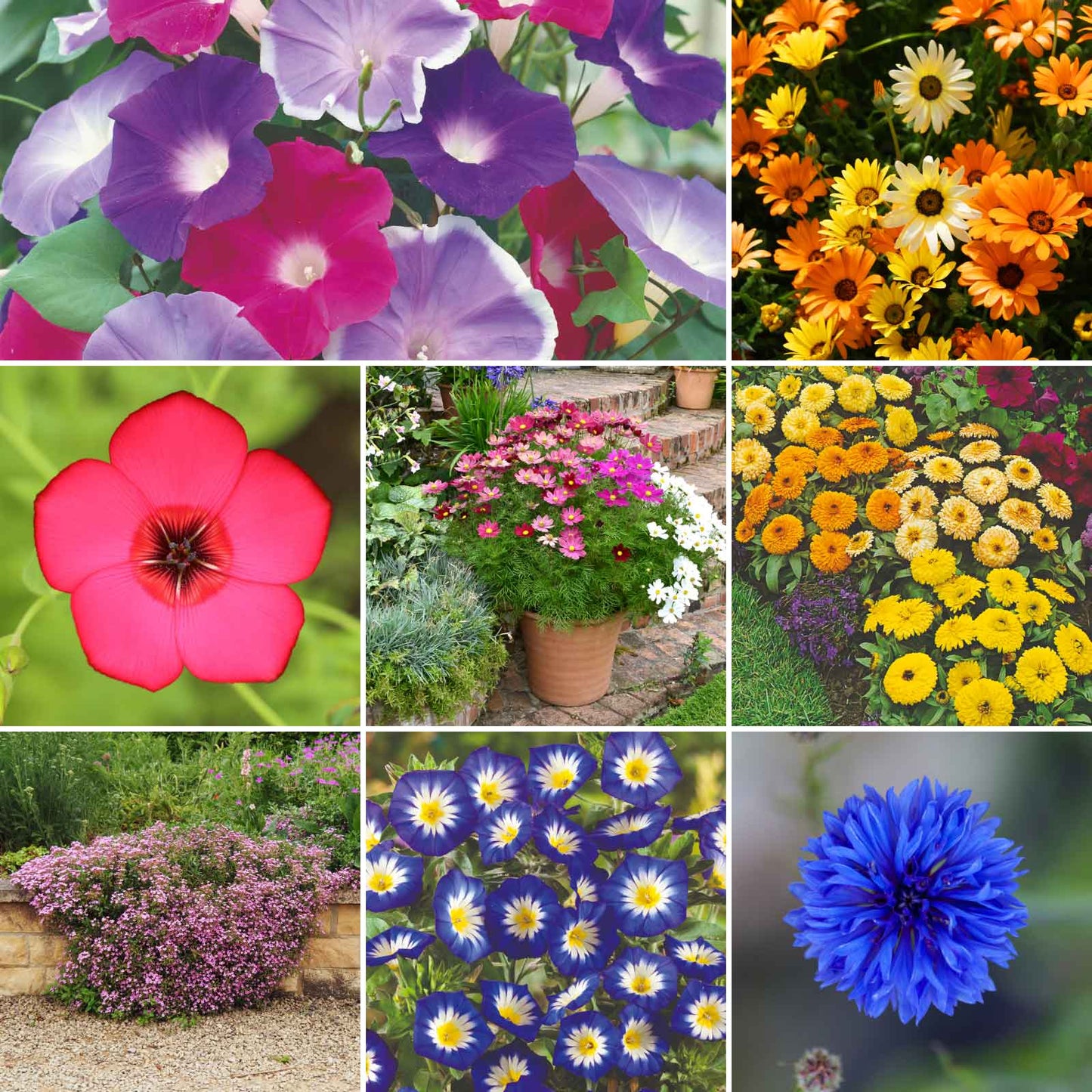 A grid graphic showing the bloomed contents of Royal Meadow Flower Seed Mix