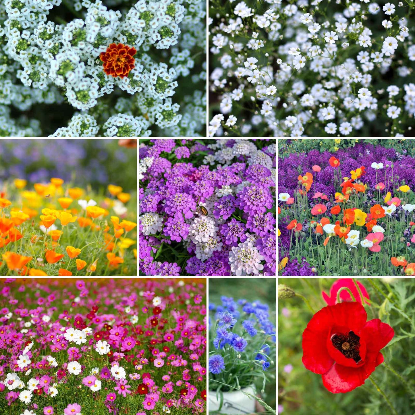 A grid graphic showing the bloomed contents of Rugged Beauty Flower Seed Mix