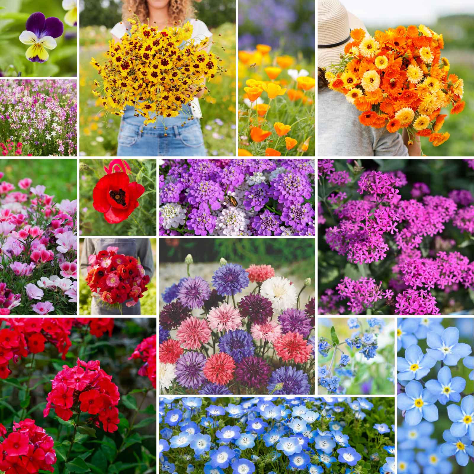 A grid graphic showing the bloomed contents of Shorty Low-Grow Wildflower Seed Mix