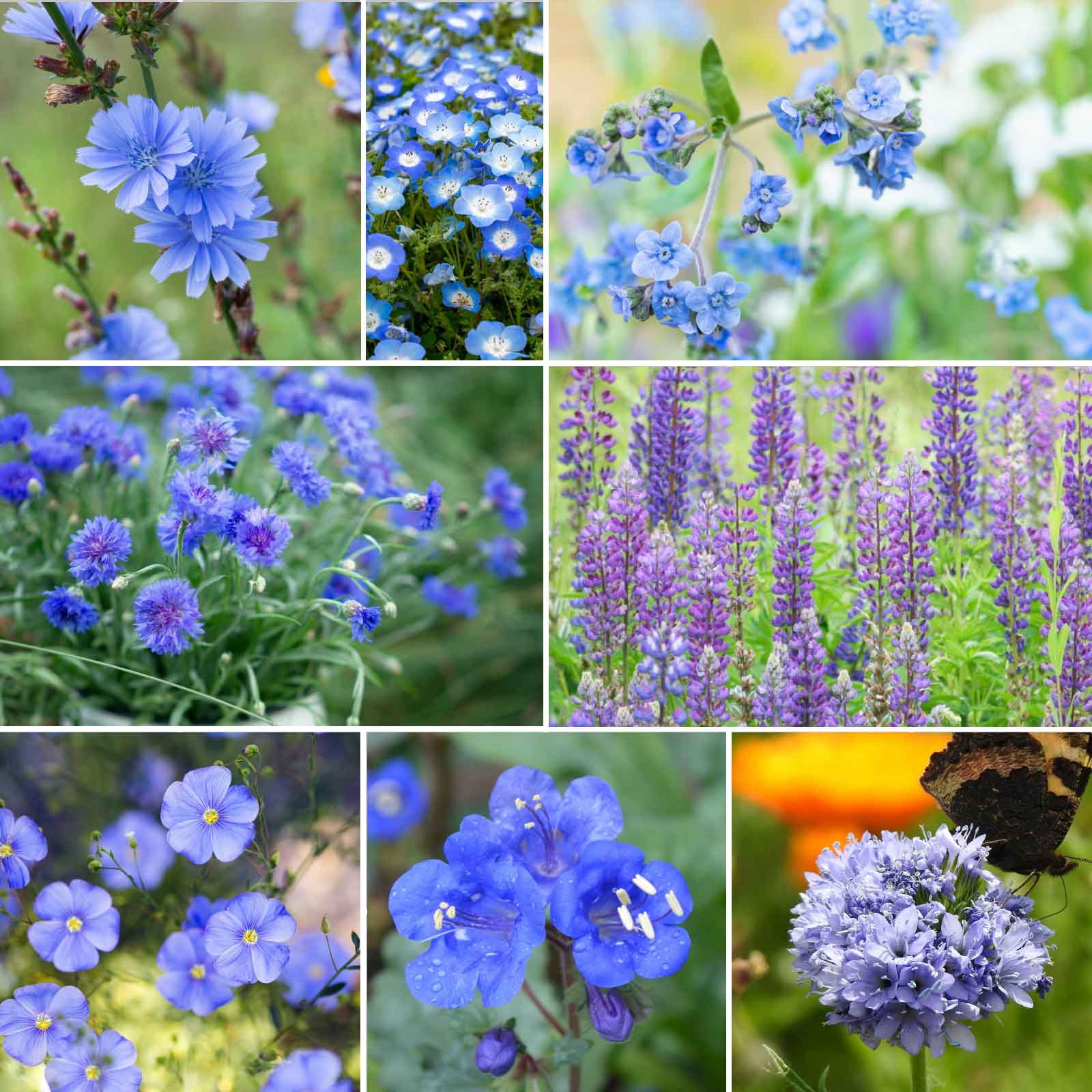 A grid graphic showing the bloomed contents of Singin' The Blues - Exclusive Blue Wildflower Seed Mix