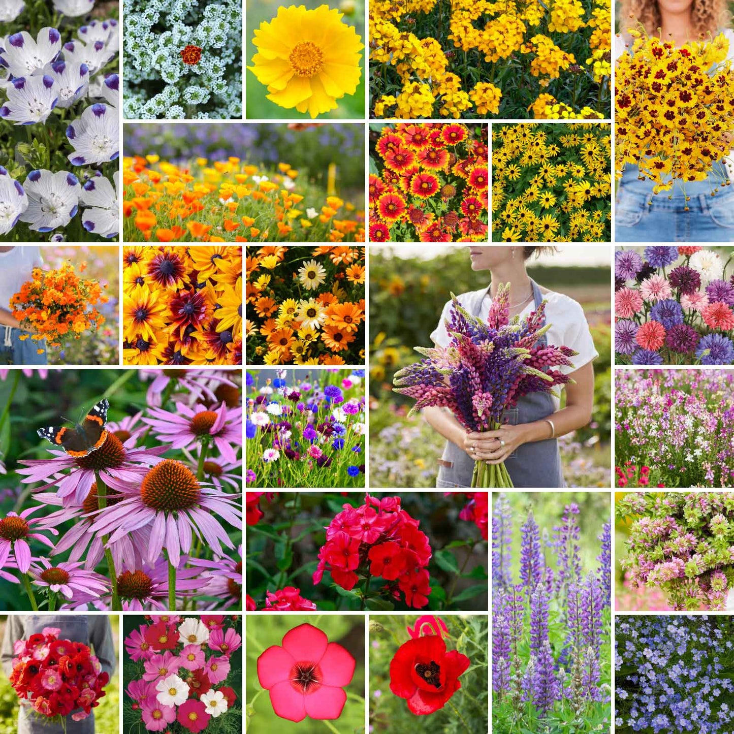 A grid graphic showing the bloomed contents of Southeast Wildflower Seed Mix