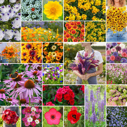 A grid graphic showing the bloomed contents of Southeast Wildflower Seed Mix