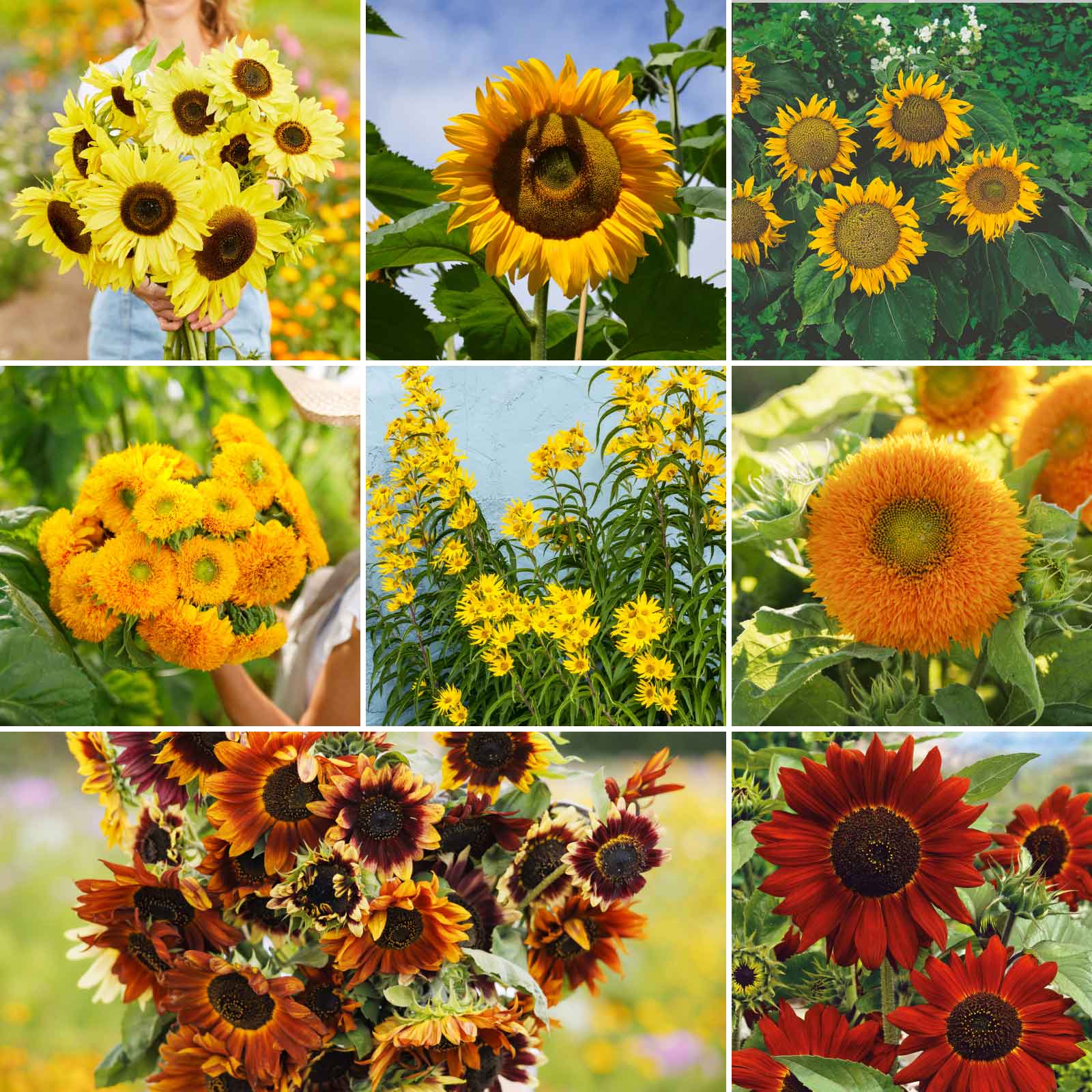 Sunny sunflower seed mix packet showing colorful flowers on a clean white backdrop