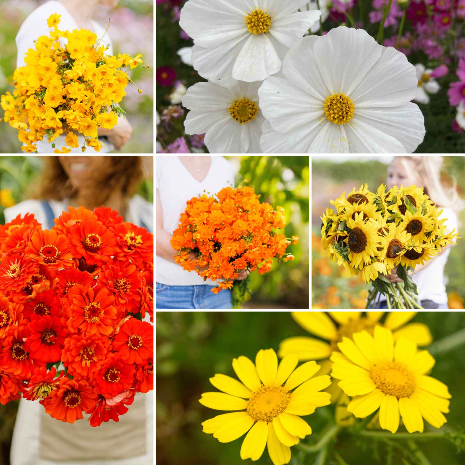 A grid graphic showing the bloomed contents of Sunset Mix - Orange, Yellow & White Flower Seed Mix