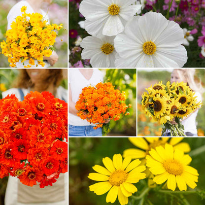 A grid graphic showing the bloomed contents of Sunset Mix - Orange, Yellow & White Flower Seed Mix