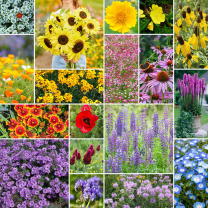 A grid graphic showing the bloomed contents of The Bees Knees - Pollinator Wildflower Seed Mix