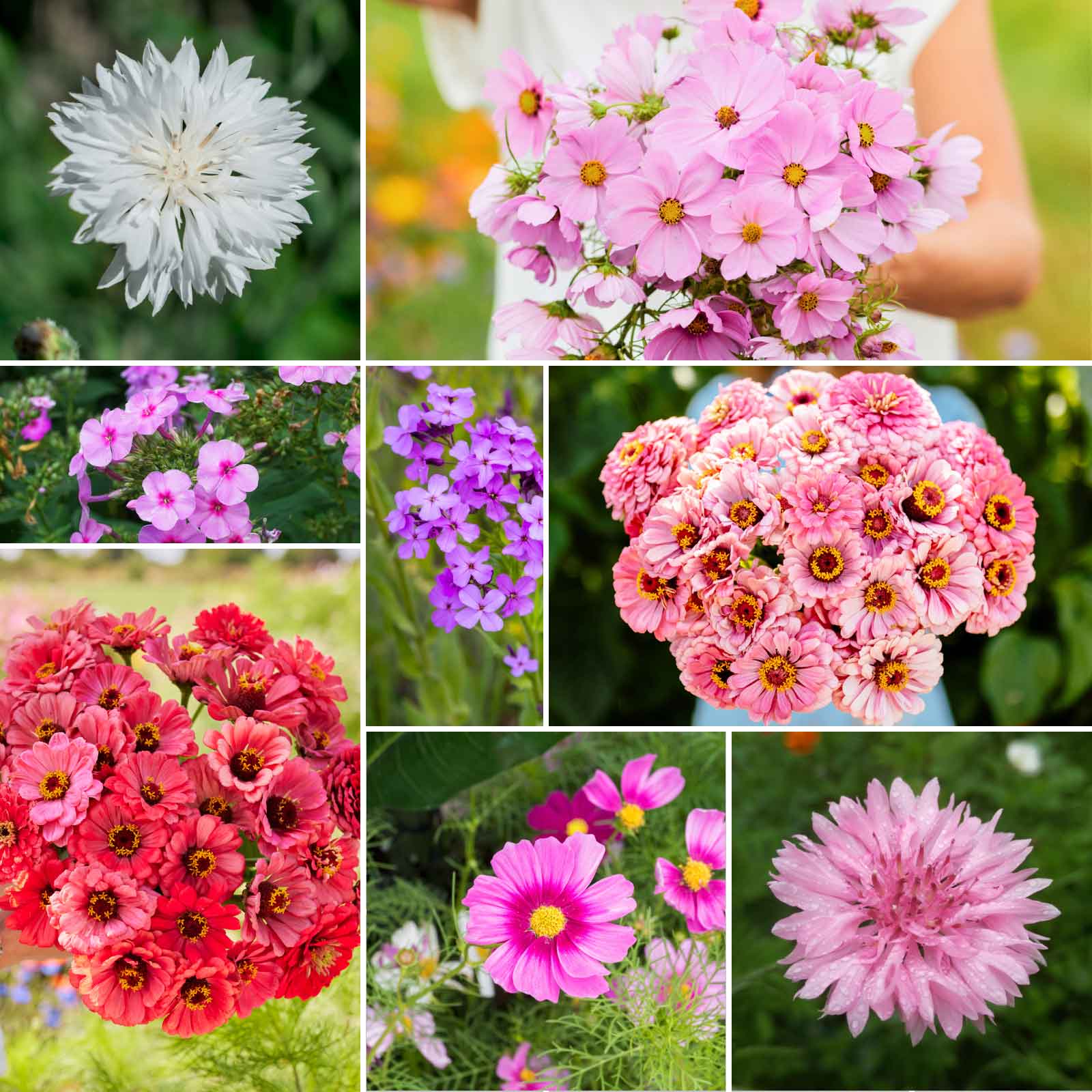A grid graphic showing the bloomed contents of Tickled Pink - Pink Flower Seed Mix