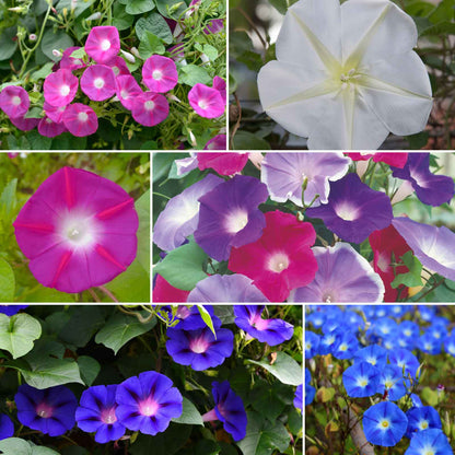 Top of the morning wildflower mix mixed morning glory blooms in various colors in a lively garden.