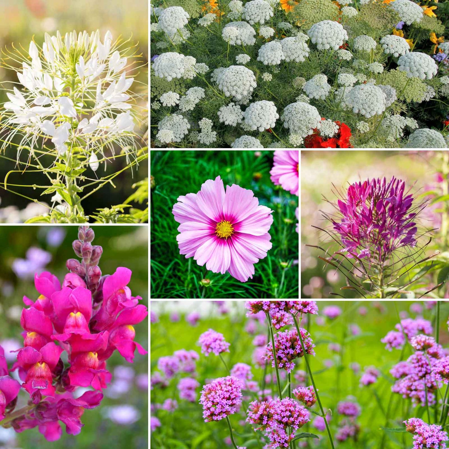 A grid graphic showing the bloomed contents of Vintage Lace Flower Seed Mix