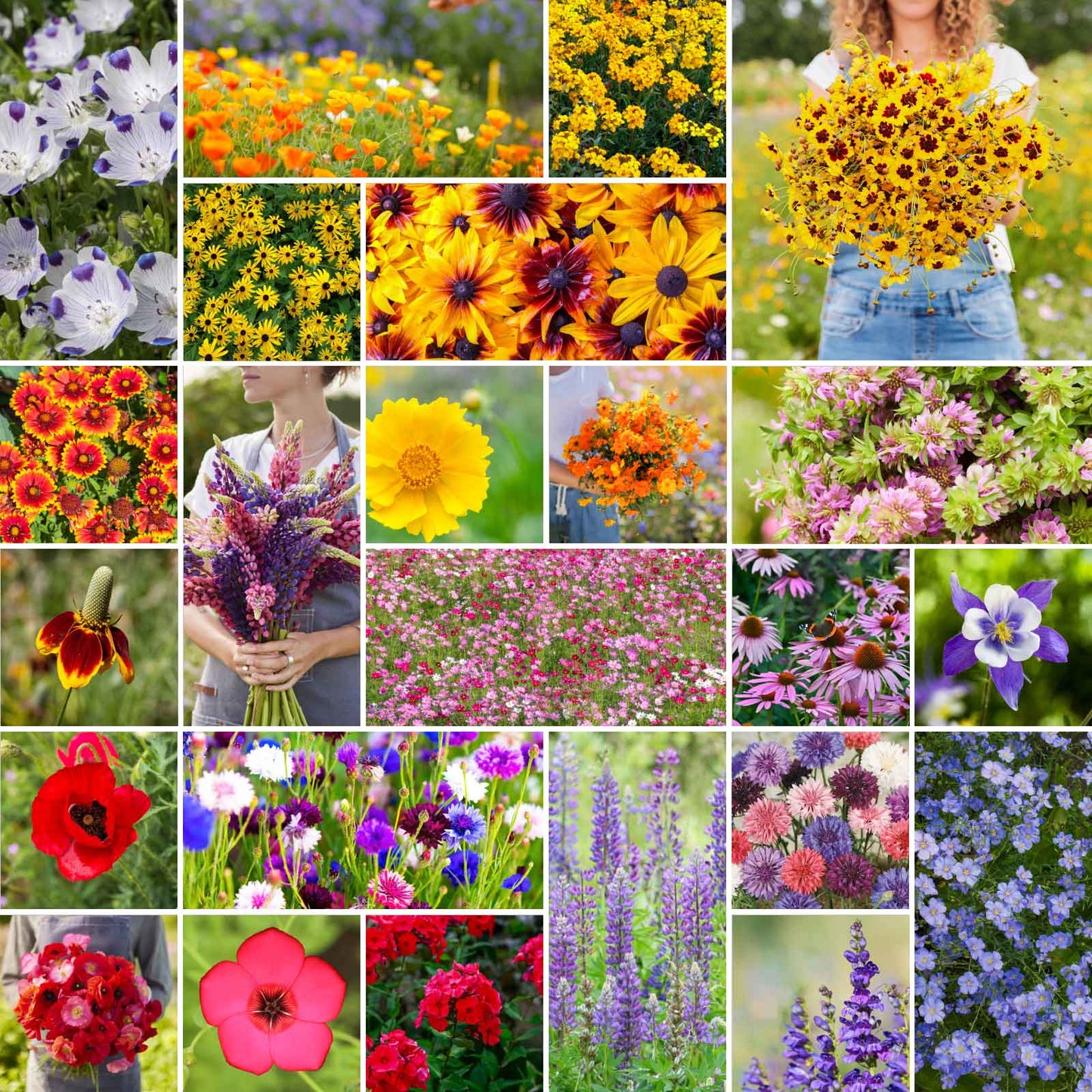 A grid graphic showing the bloomed contents of Western Wildflower Seed Mix