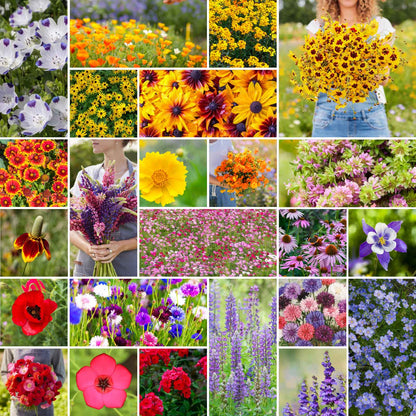 A grid graphic showing the bloomed contents of Western Wildflower Seed Mix